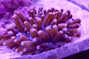 Heliofungia Long tentacles plate coral Thumbnail