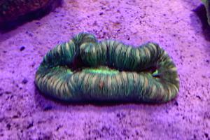 Trachyphyllia brain coral Thumbnail