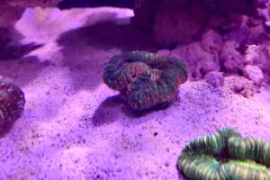 Trachyphyllia Brain Coral Thumbnail