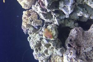 yellow clown Goby Thumbnail