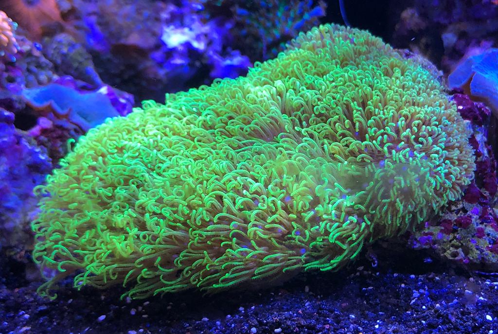 Green Star Polyp