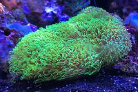 Green Star Polyp Thumbnail