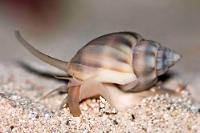 Nassarius Snails Thumbnail