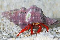 Scarlet Hermit Crabs Thumbnail