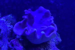 Toadstool Leather Coral Thumbnail