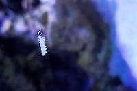 Berghia Nudibranch Thumbnail