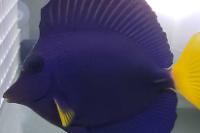 Purple Tang Thumbnail