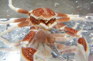 Porcelain crab Thumbnail