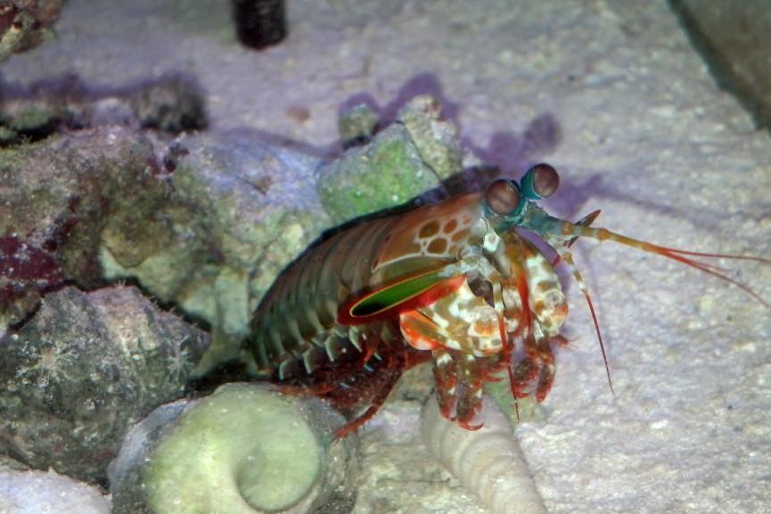 Mantis Shrimp / Odontodactylus scyllarus 26