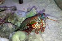 Mantis Shrimp Thumbnail