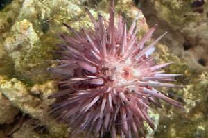 Short Spine Urchin Thumbnail