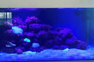 lps comunity reef tank  Thumbnail