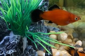 Red Platy Thumbnail