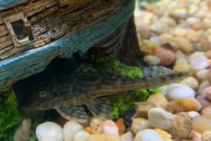 Plecostomus Thumbnail