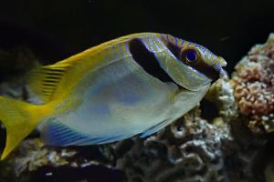 Virgate Rabbitfish Thumbnail