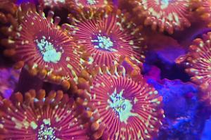 ? Zoa colony Thumbnail