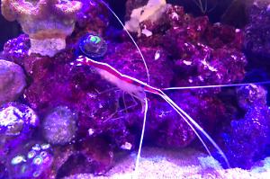 Cleaner Shrimp Thumbnail