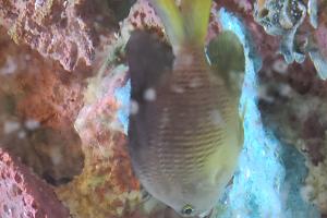 Purple Chromis Thumbnail