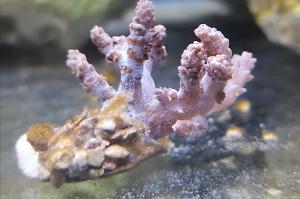 Kenya Tree Coral Thumbnail