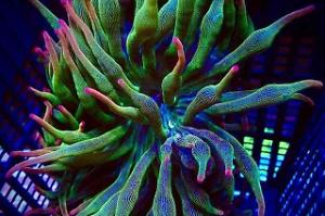 Purple Tip Emerald Glow Bubble Tip Anemone Thumbnail