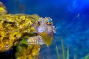 Blue Spotted Puffer Thumbnail