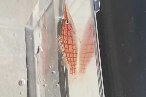 Long nose hawkfish Thumbnail