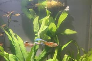 Guppies Thumbnail