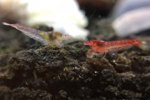 Opae Ula Shrimp Thumbnail