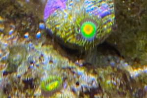 Rasta Zoanthid Thumbnail