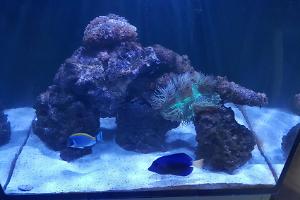 Purple Tang Thumbnail