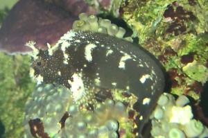 Starry Blenny Thumbnail