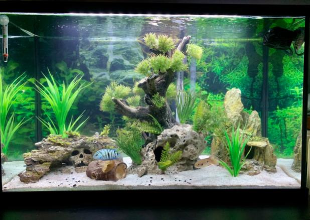 Skull Cichlid Castle on Oct 12, 2020