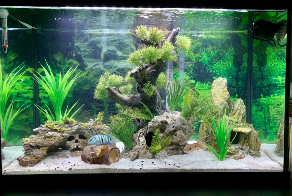 Skull Cichlid Castle on Oct 12, 2020