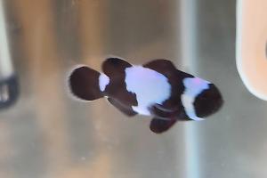 snowflake clownfish Thumbnail