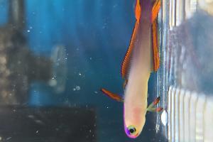 purple firefish Thumbnail