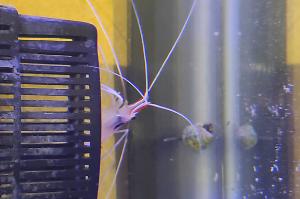 cleaner shrimp Thumbnail