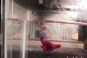 Betta Fish Thumbnail