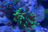 Hammer Euphyllia Green Thumbnail