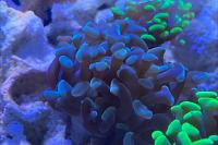 Hammer Euphyllia Brown and Light Blue Thumbnail