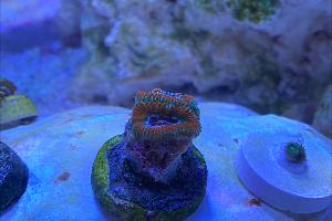 Ultra Acan