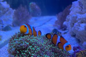 Ocellaris Clownfish