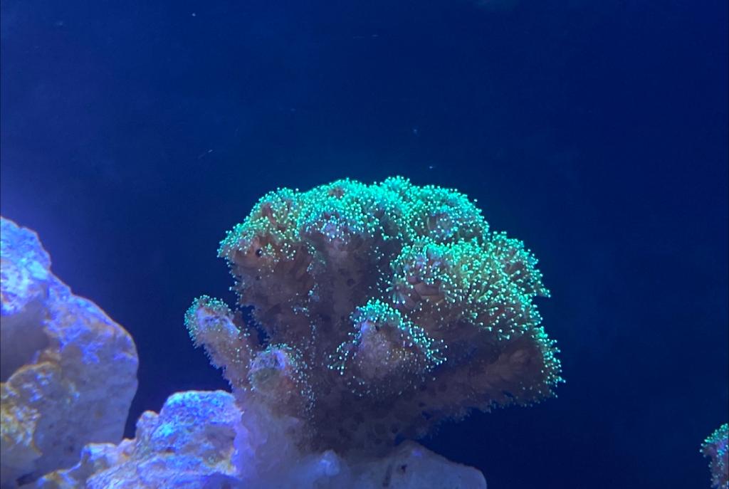 Pocillopora Green