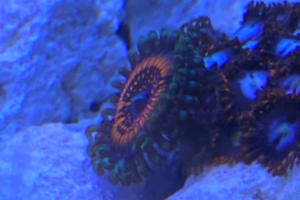 Zoanthids Armor Of God