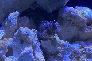 Lawnmower Blenny