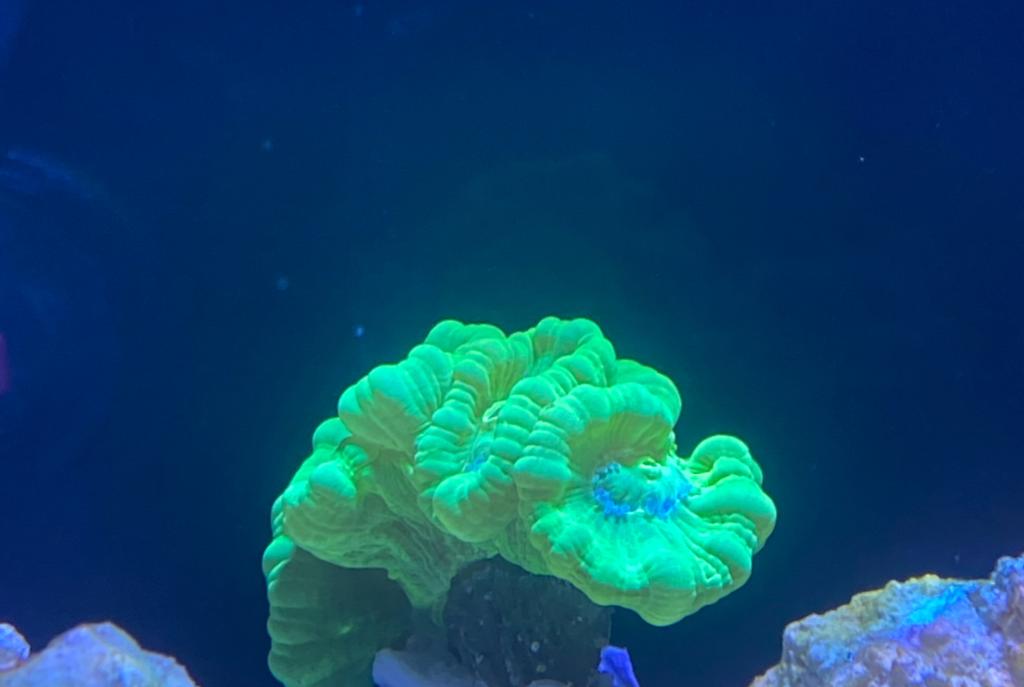 Candy Cane Coral (Green)