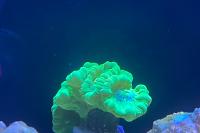 Candy Cane Coral Green Thumbnail