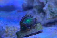 Green Man Eater Zoa Thumbnail