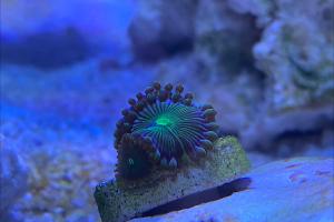 Green Man Eater Zoa