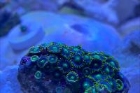 Radiactive Dragon Eye Zoanthids Thumbnail