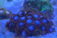 Superman Zoanthid Thumbnail